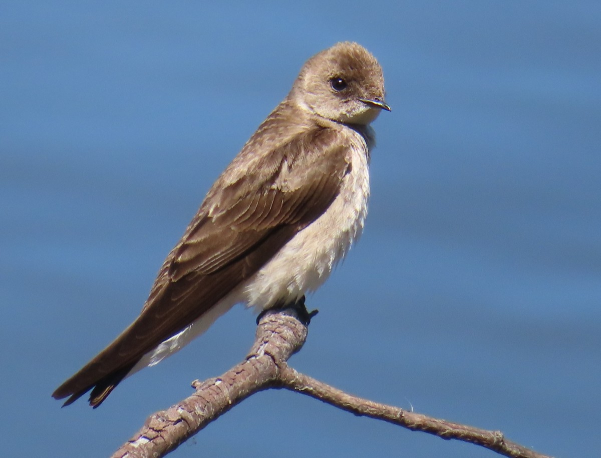Northern Rough-winged Swallow - Claire Weiser