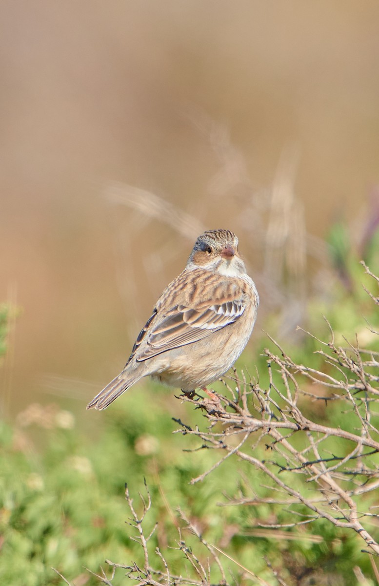 Mourning Sierra Finch - Angélica  Abarca