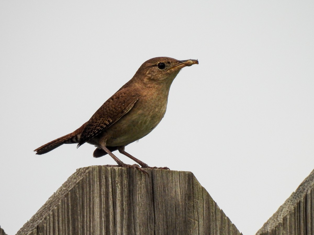 House Wren - Sophie Dismukes