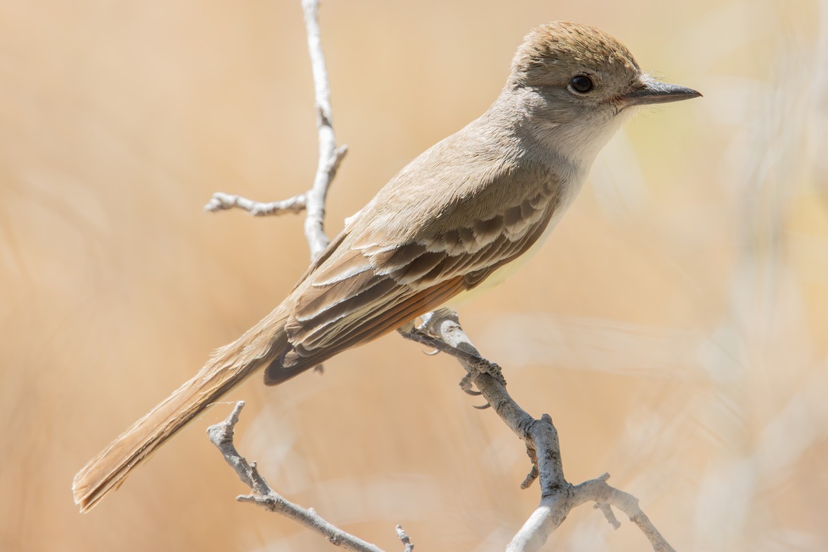 Ash-throated Flycatcher - ML619507919