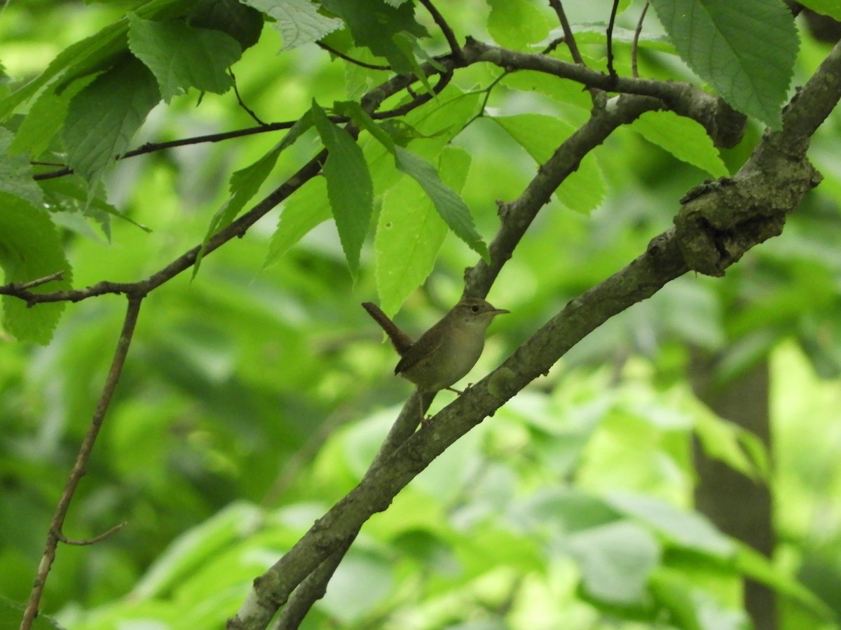 House Wren - Rex Graham