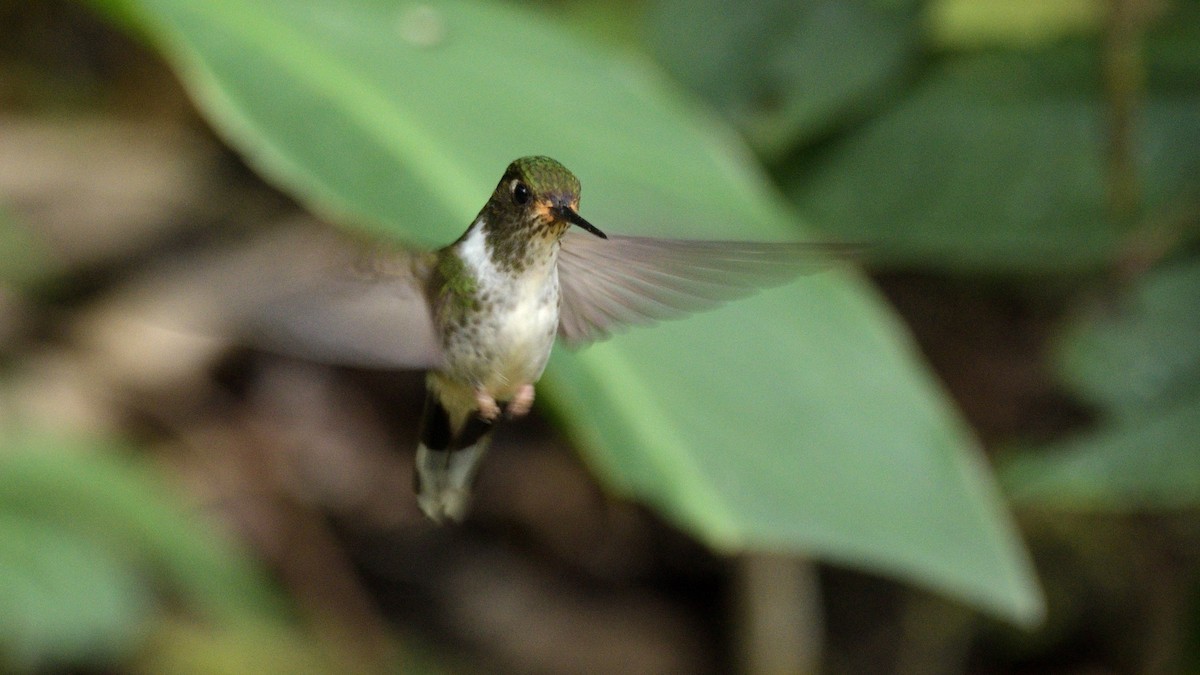 Colibri à queue mi-blanche - ML619507926