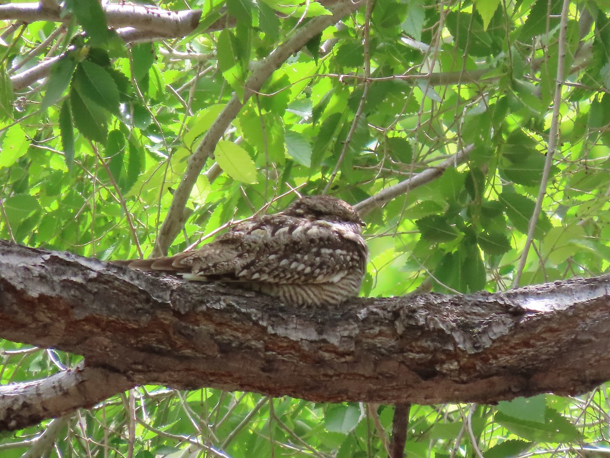 Lesser Nighthawk - ML619507929