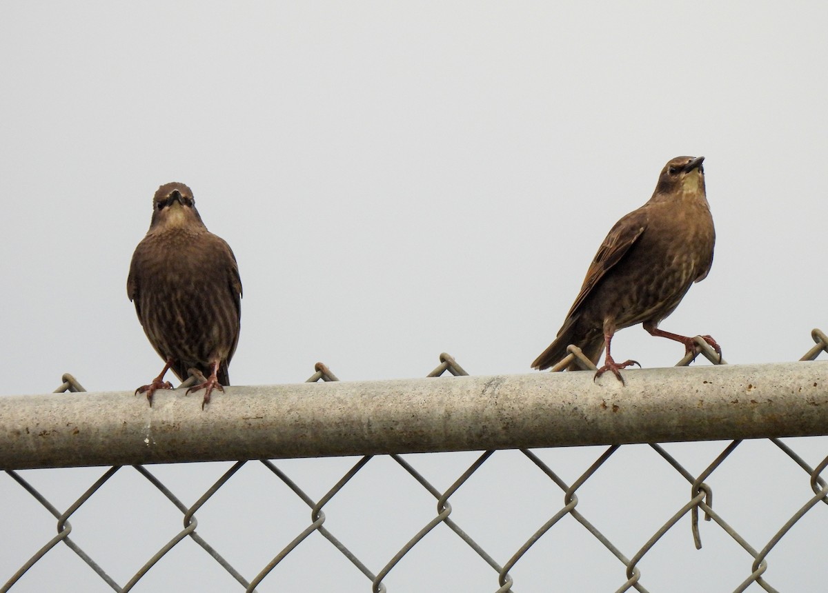 European Starling - Sophie Dismukes