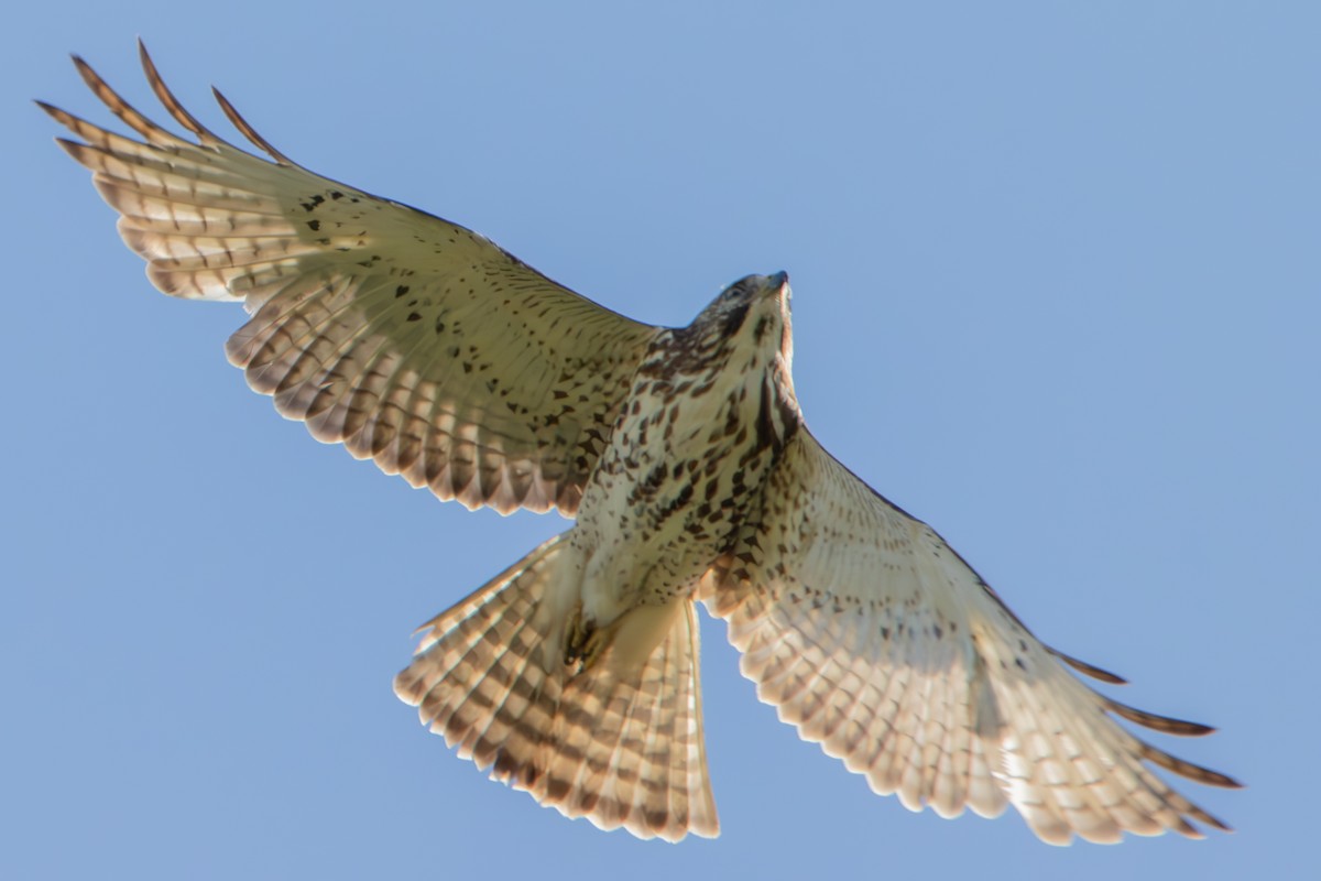 Broad-winged Hawk - Dylan Osterhaus