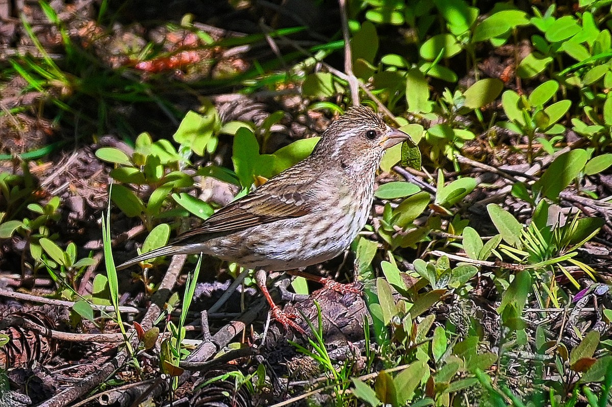 Purple Finch - Roger Beardmore