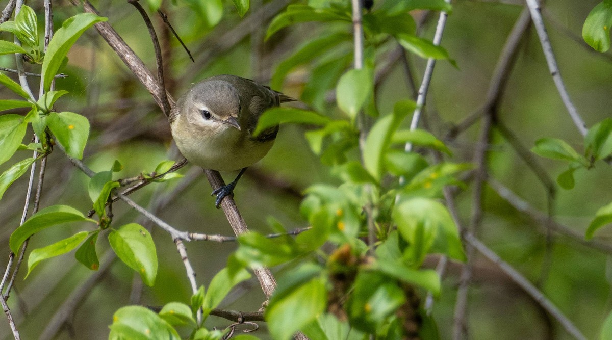 Warbling Vireo - Matt M.