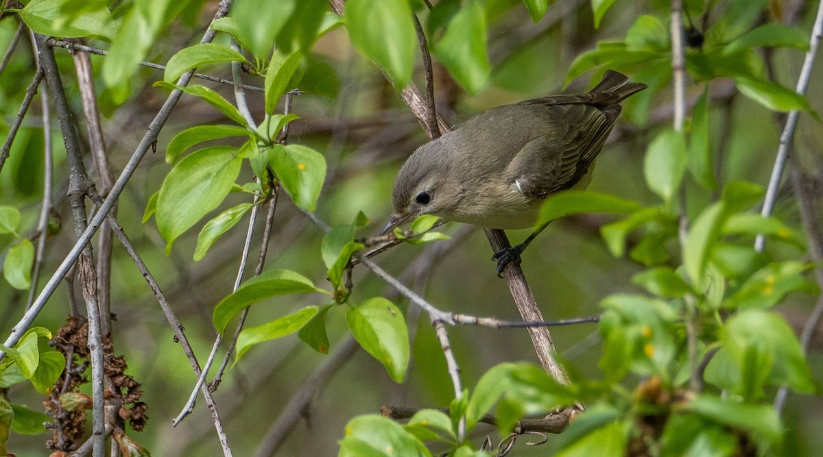 Warbling Vireo - Matt M.