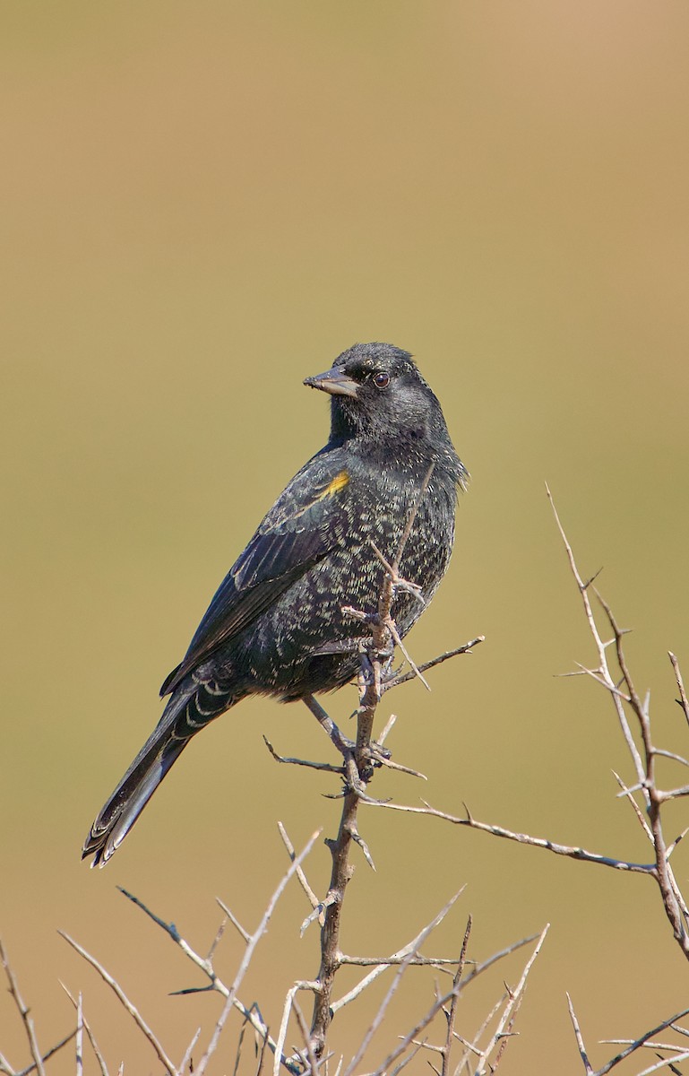 Yellow-winged Blackbird - Angélica  Abarca