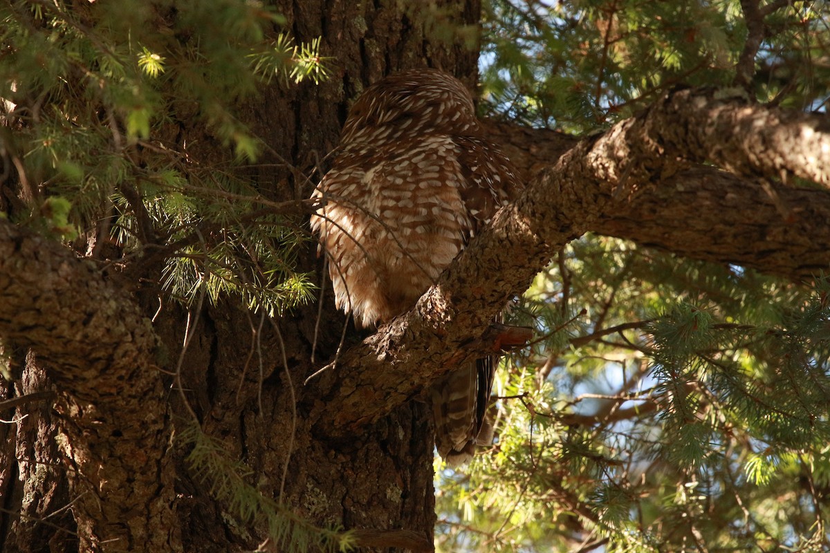 Spotted Owl (Mexican) - Jesse Pline