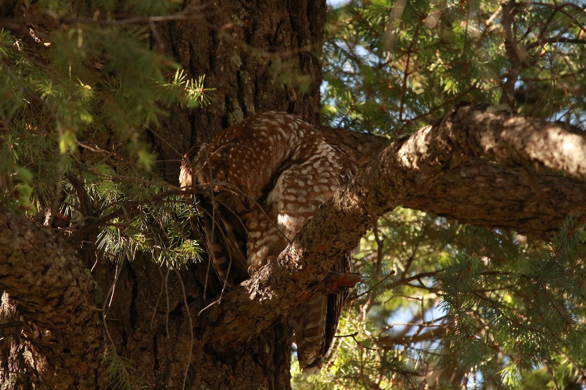 Spotted Owl (Mexican) - Jesse Pline