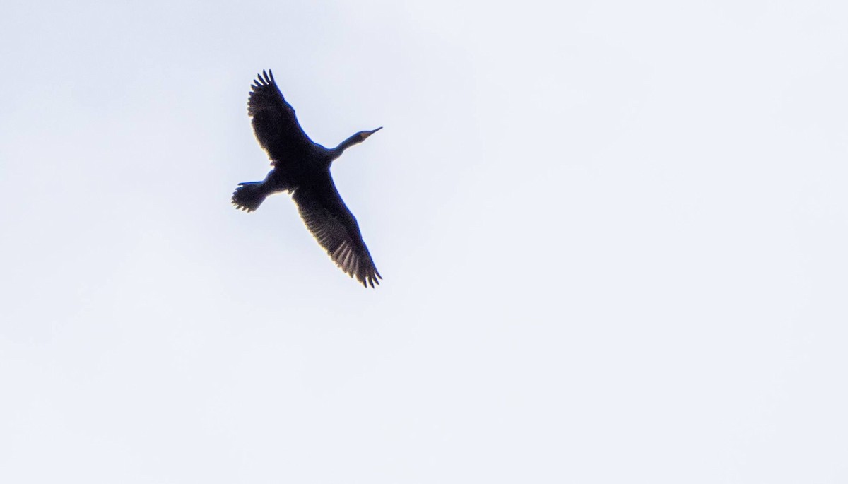 Double-crested Cormorant - Matt M.