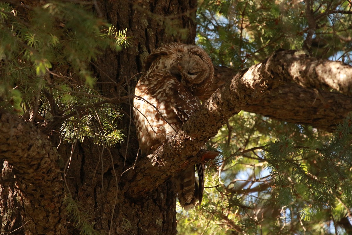 Spotted Owl (Mexican) - ML619507951