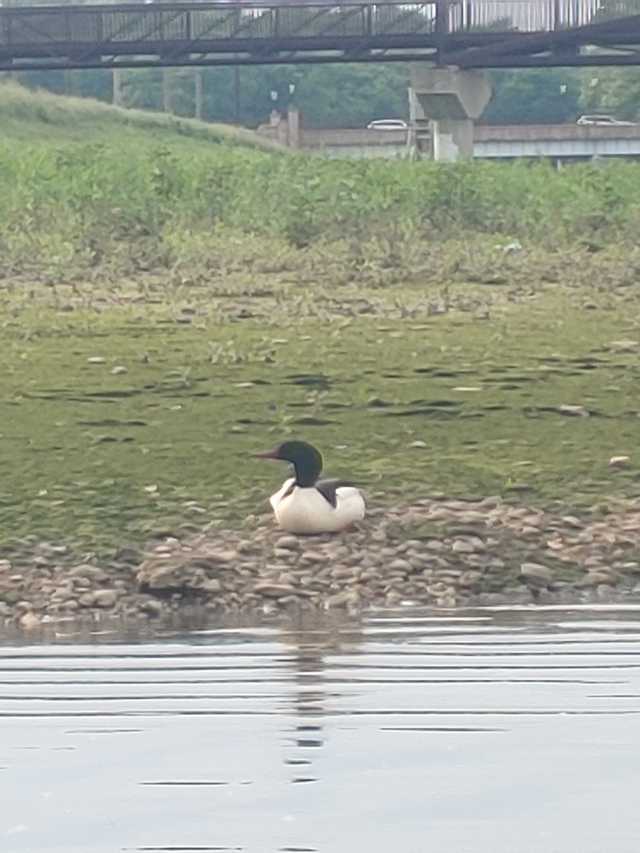 Common Merganser - Kent Fothergill