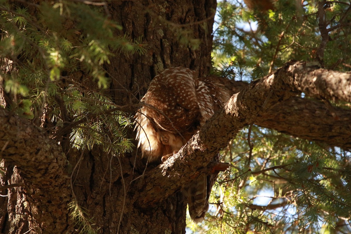 Spotted Owl (Mexican) - ML619507956