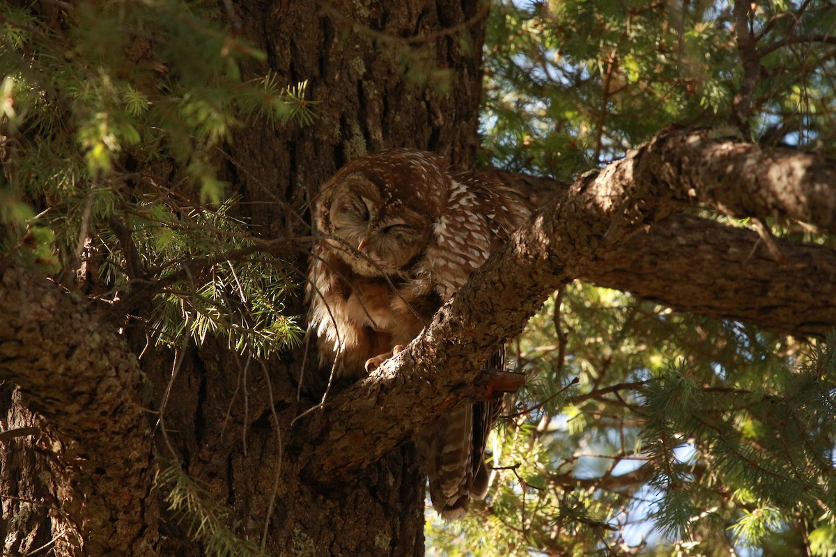 Spotted Owl (Mexican) - Jesse Pline