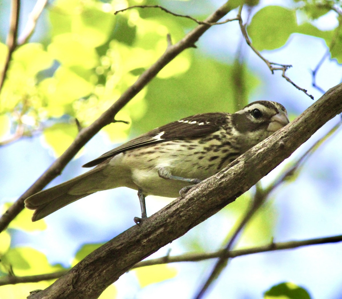 Rose-breasted Grosbeak - Adrien C