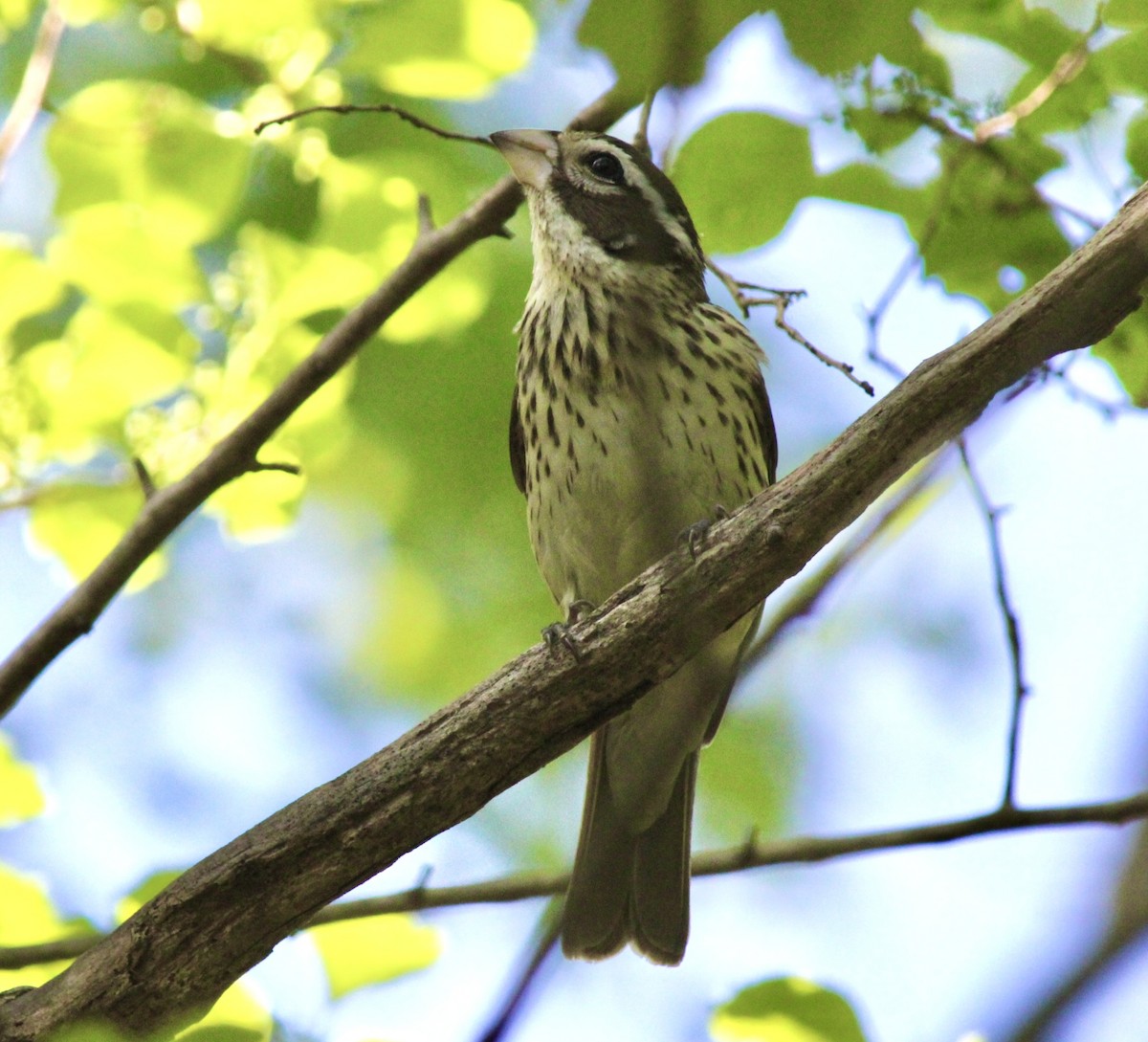 Rose-breasted Grosbeak - Adrien C