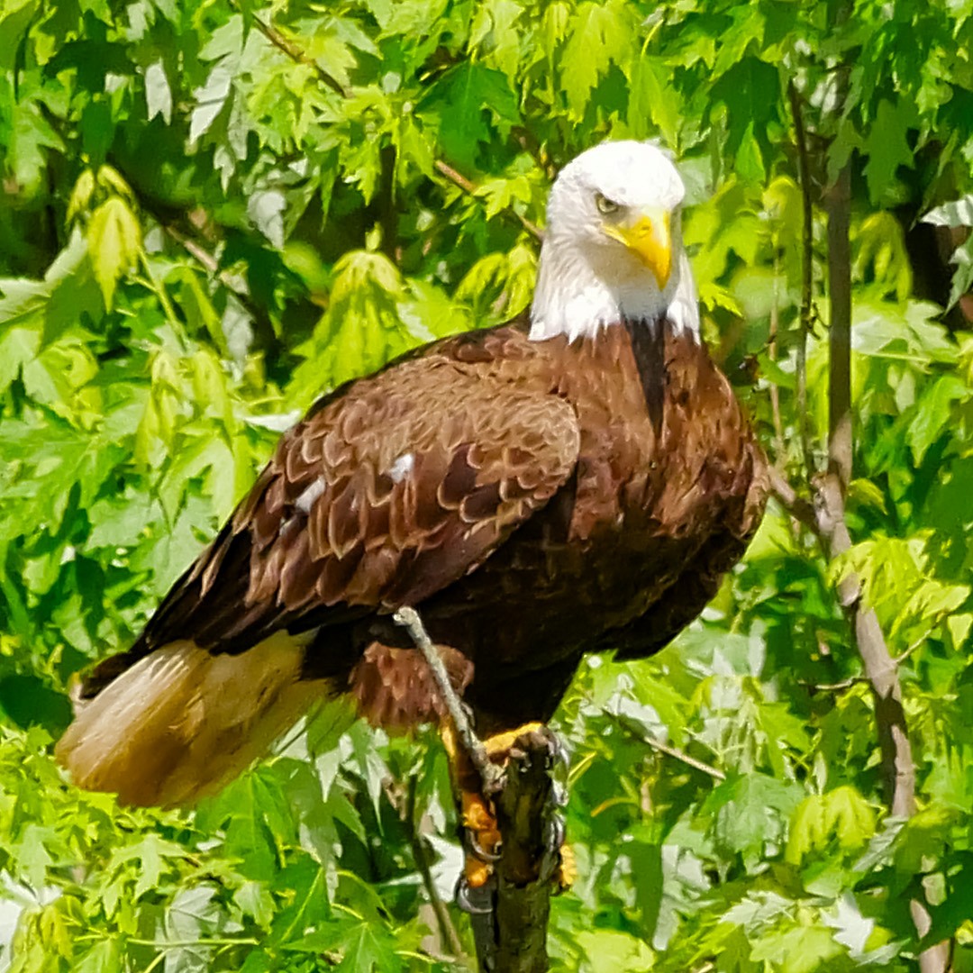 Bald Eagle - ML619507964