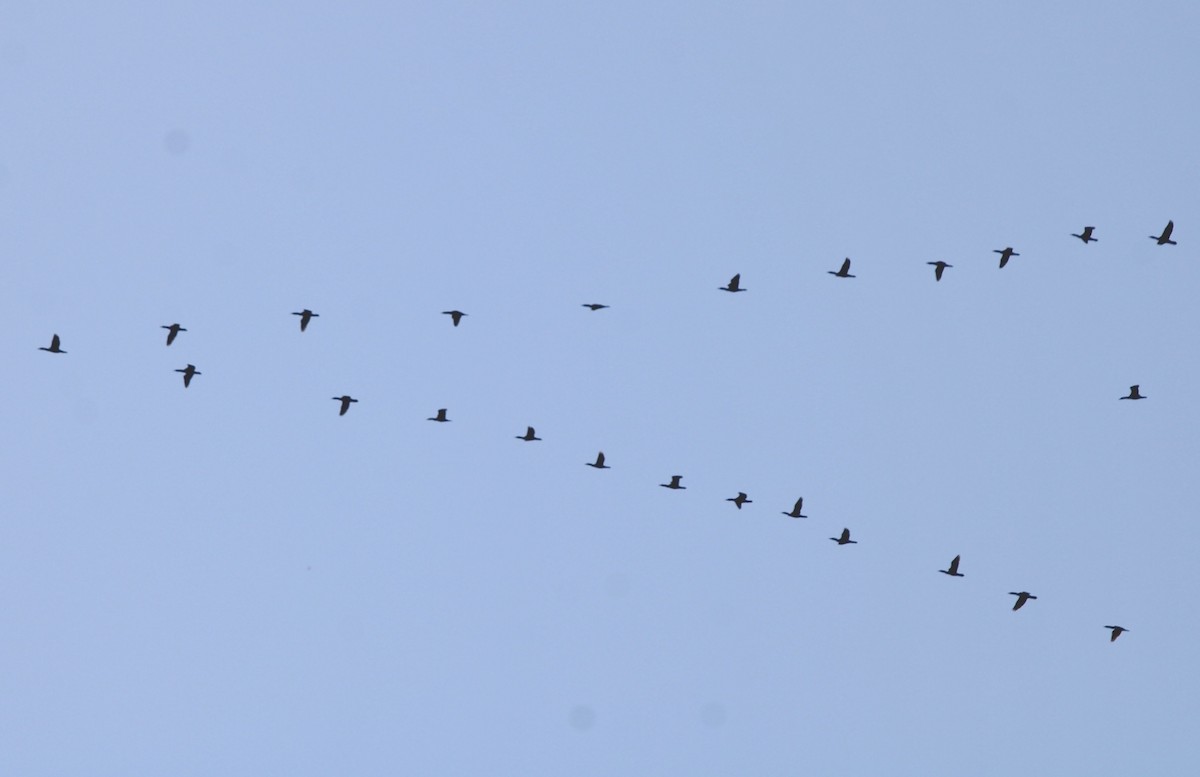 Double-crested Cormorant - Adrien C