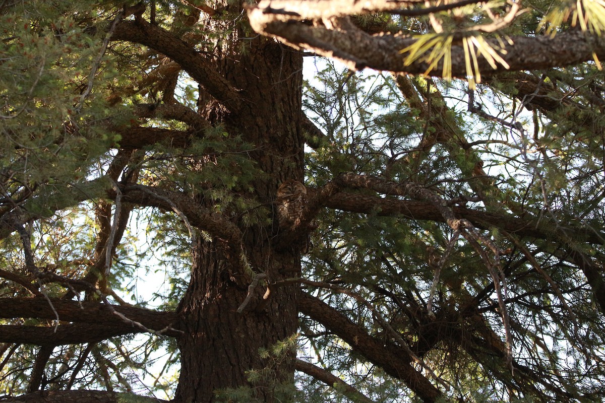 Spotted Owl (Mexican) - Jesse Pline