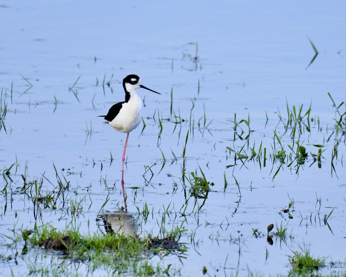 Black-necked Stilt - ML619507973