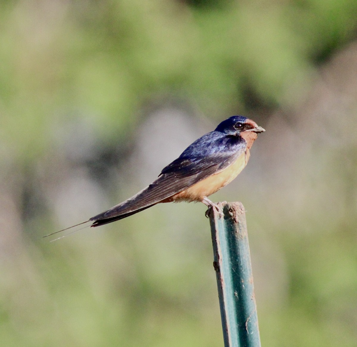 Hirondelle rustique (erythrogaster) - ML619507977