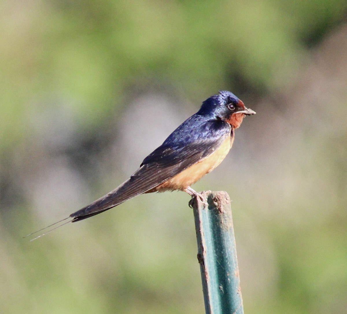 Hirondelle rustique (erythrogaster) - ML619507979