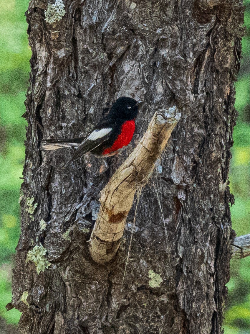 Painted Redstart - Susan Drown