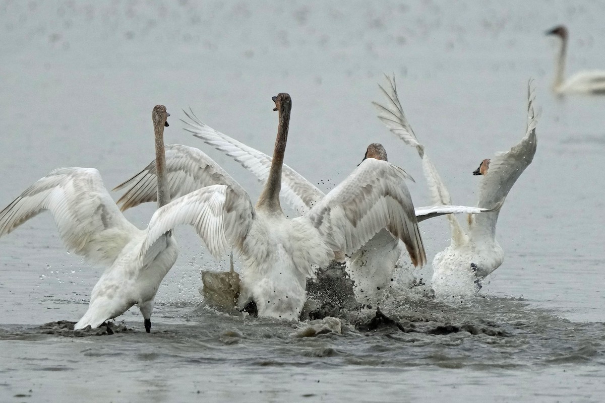 Trumpeter Swan - Robert Goss