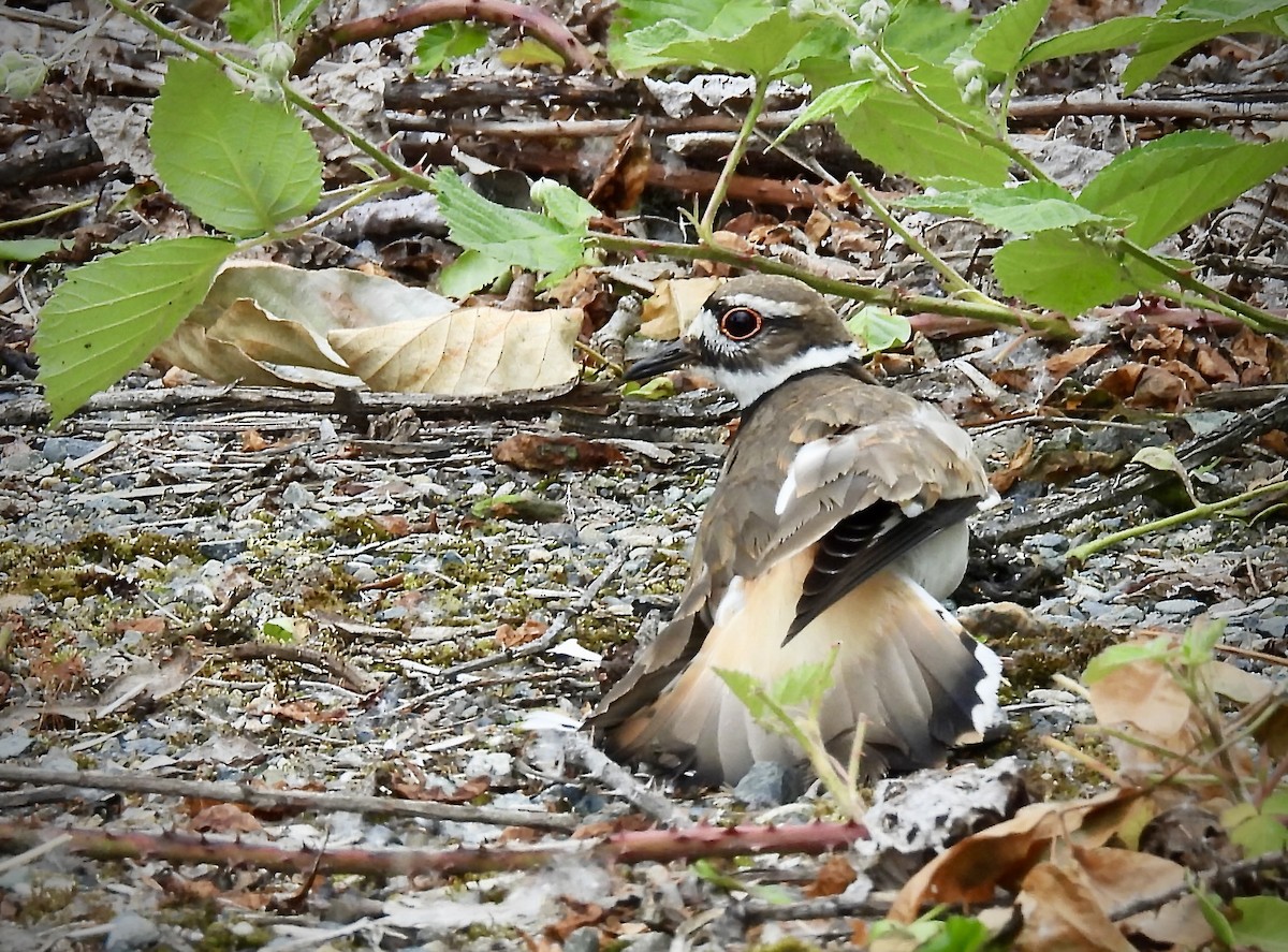 Killdeer - D/P    Sanford