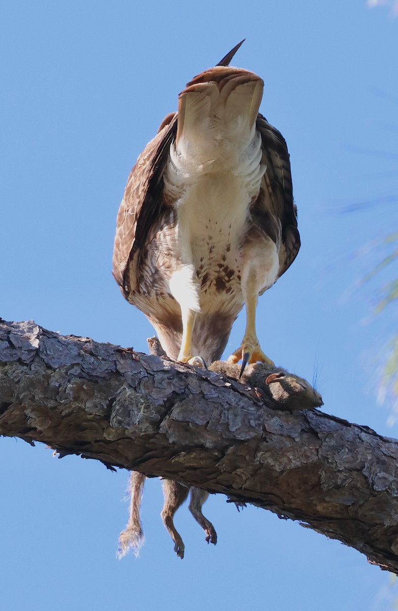 Red-tailed Hawk - Bob Sicolo