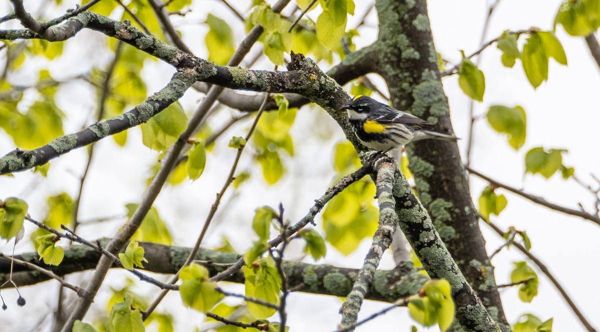 Yellow-rumped Warbler - Matt M.