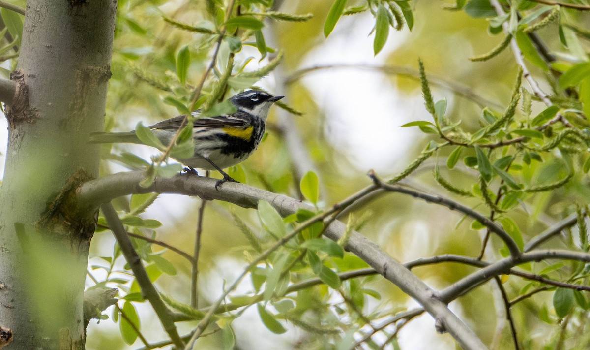 Yellow-rumped Warbler - Matt M.