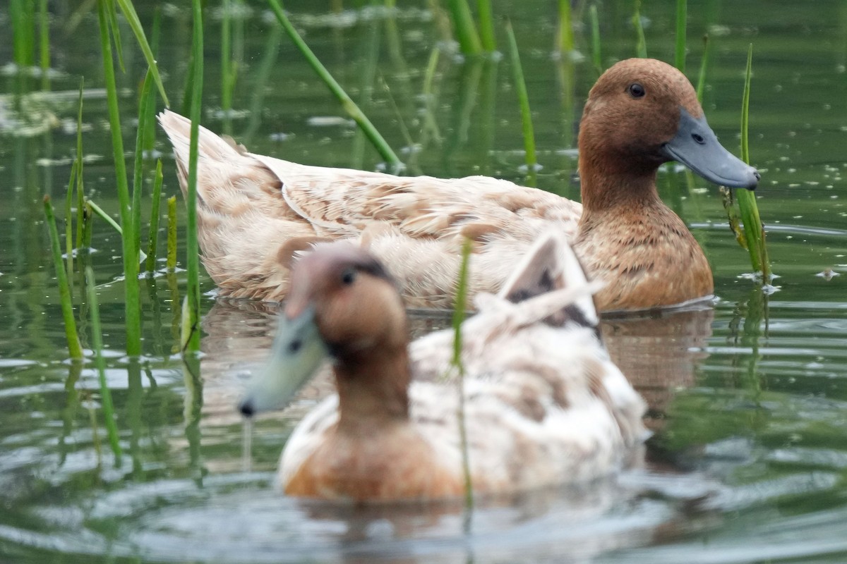 Mallard (Domestic type) - Robert Goss