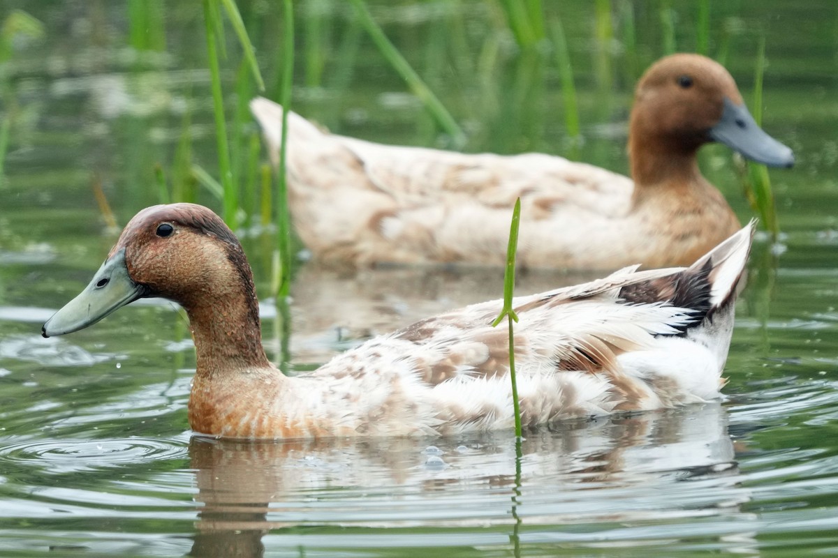 Mallard (Domestic type) - Robert Goss