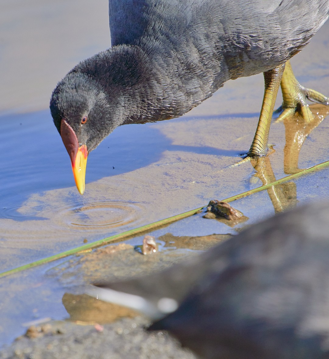Red-fronted Coot - ML619508017