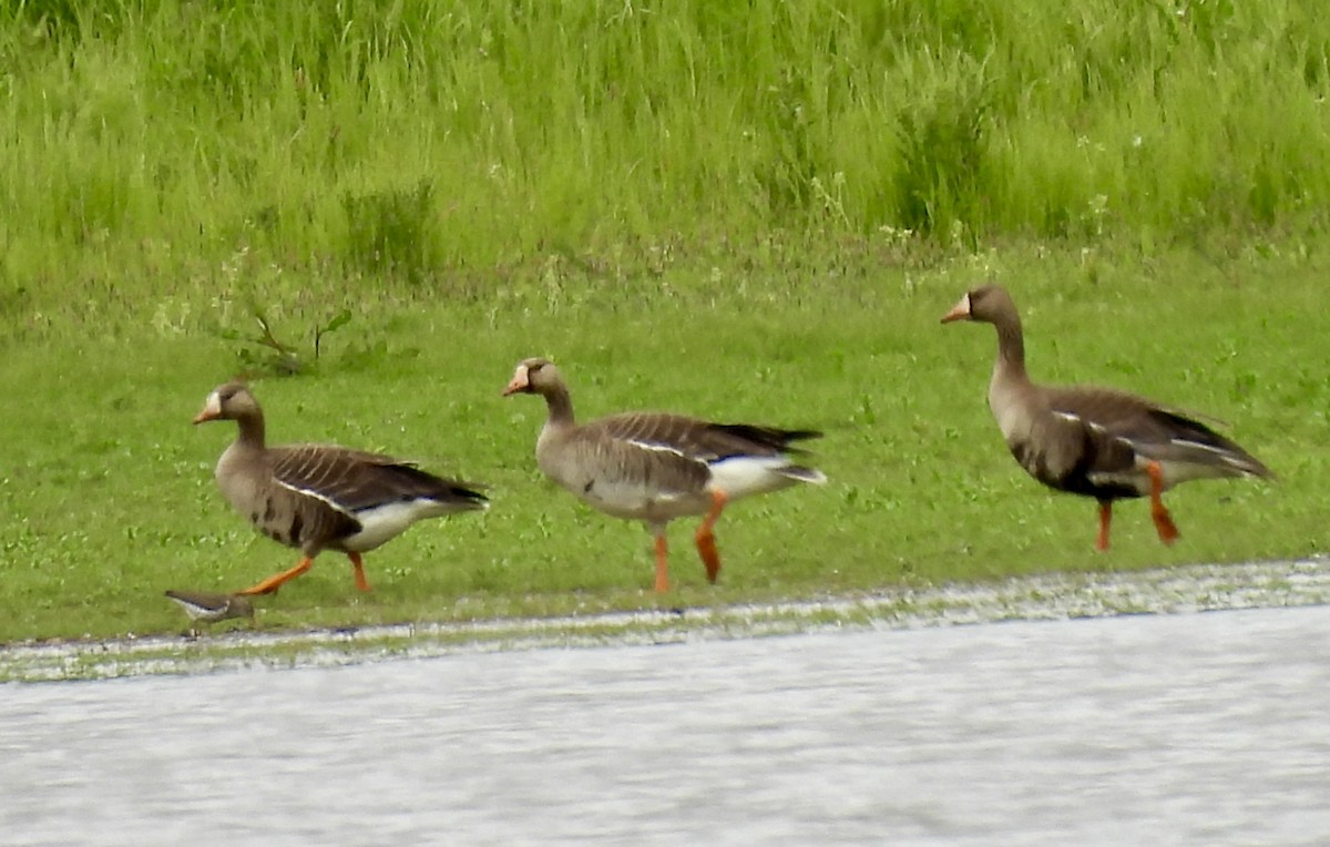 Greater White-fronted Goose - ML619508018