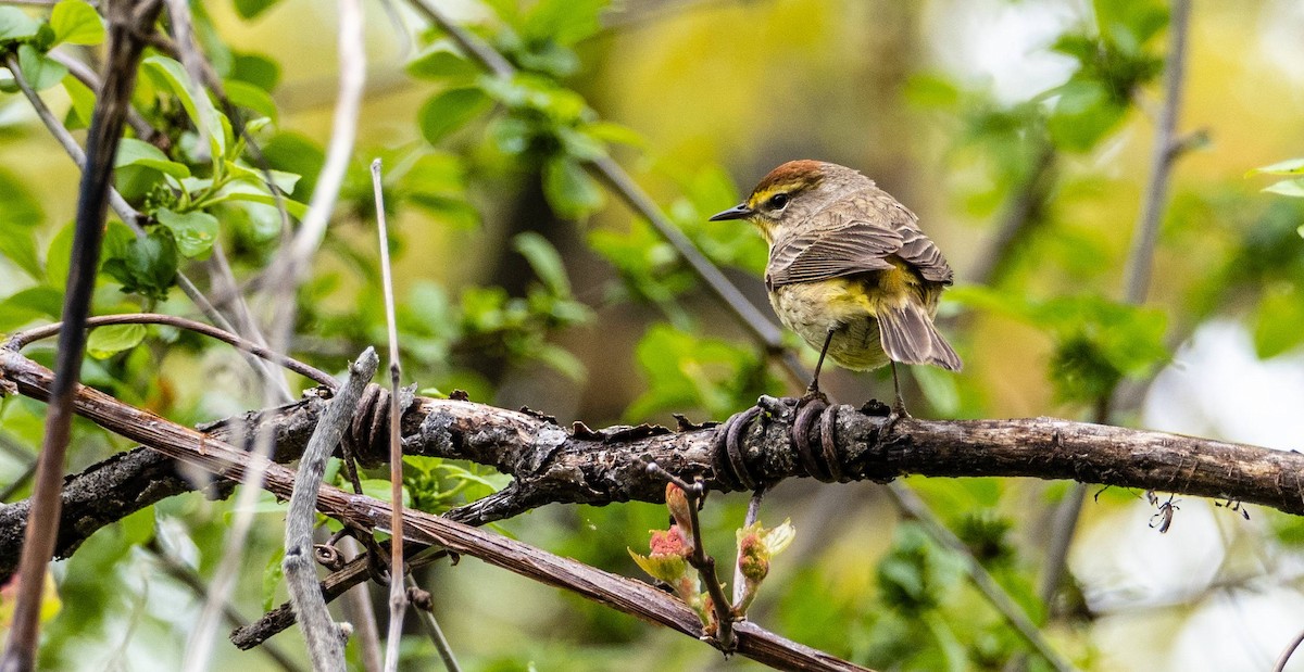 Palm Warbler - Matt M.