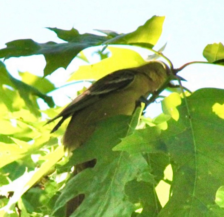 Orchard Oriole - Adrien C