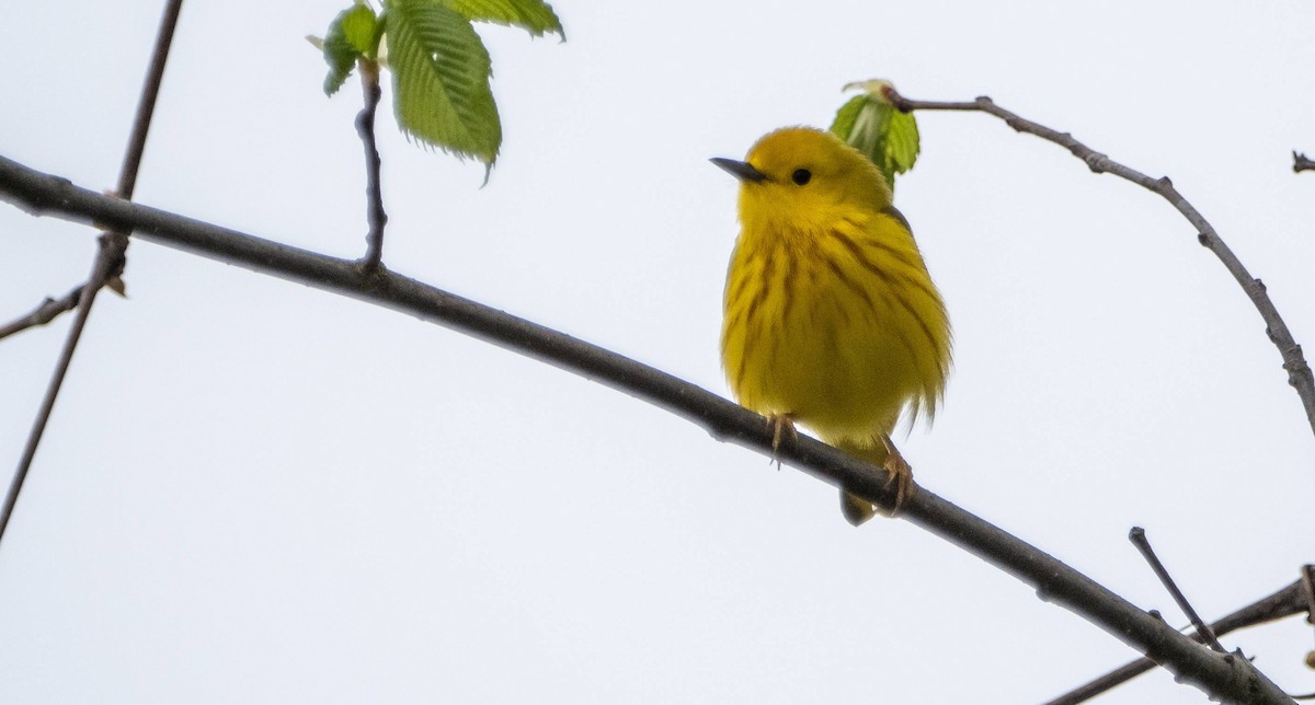 Yellow Warbler - Matt M.