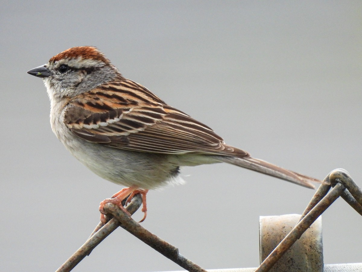 Chipping Sparrow - Sophie Dismukes