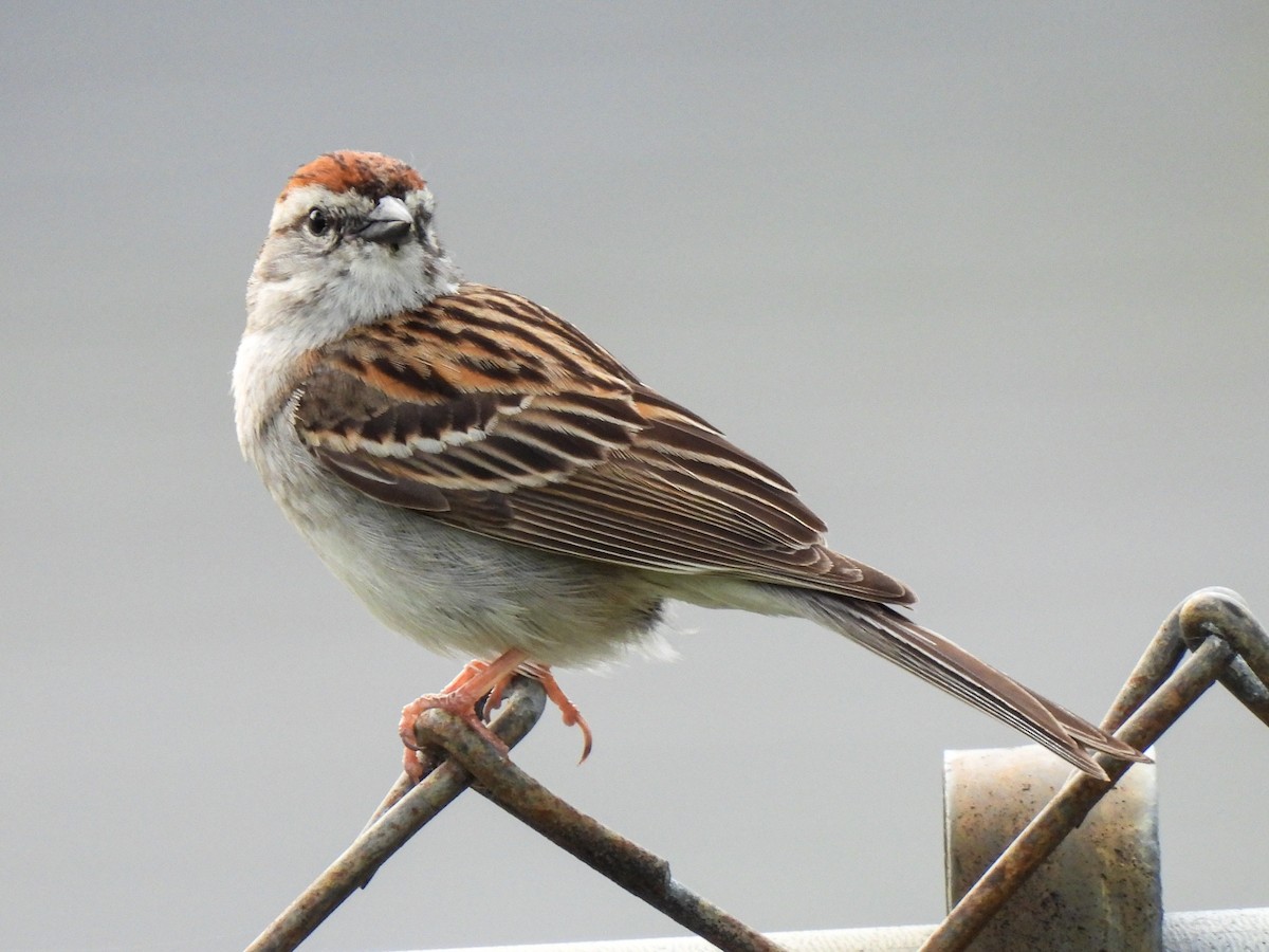 Chipping Sparrow - Sophie Dismukes