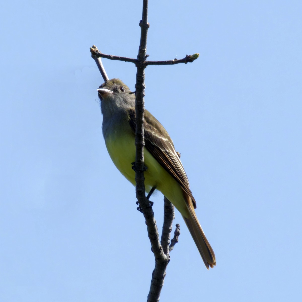 Great Crested Flycatcher - Thomas Burns