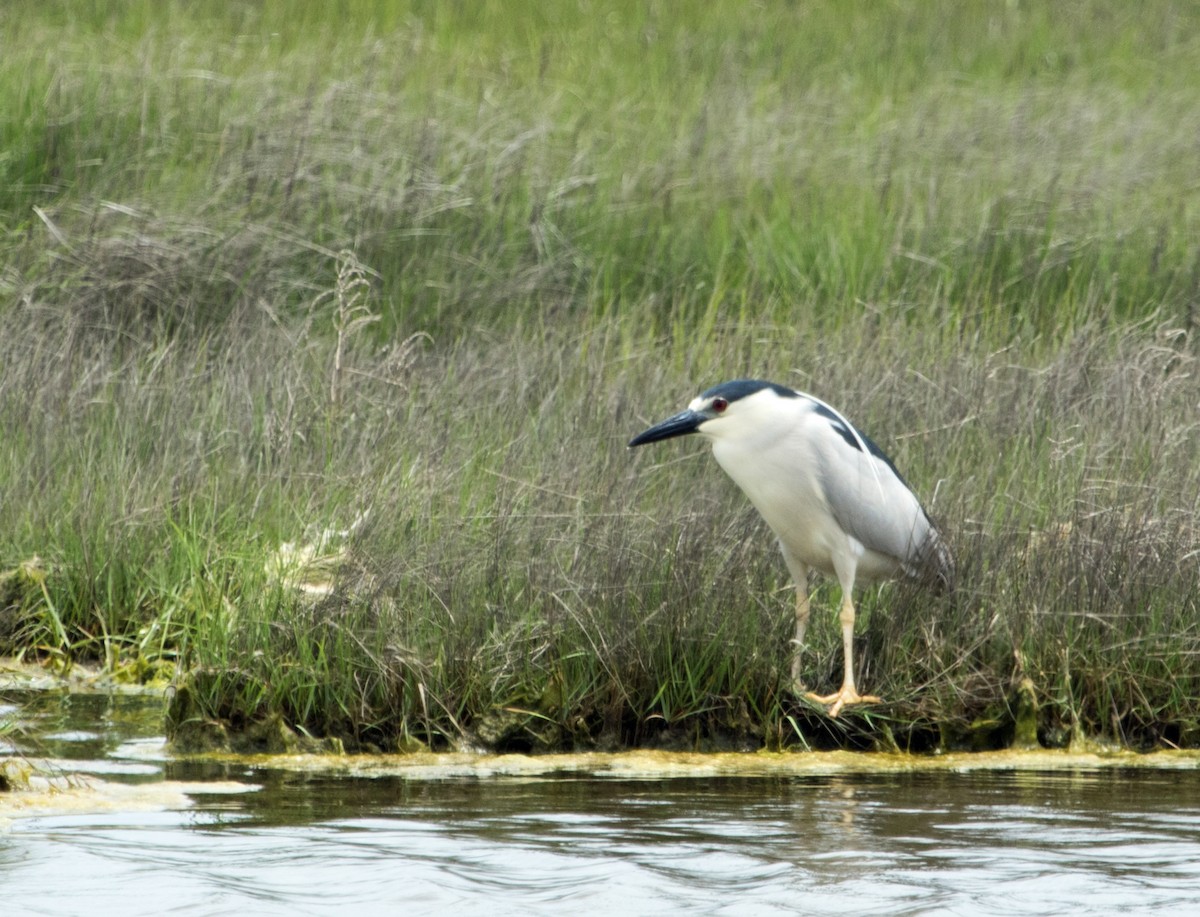 Black-crowned Night Heron - David Hayes