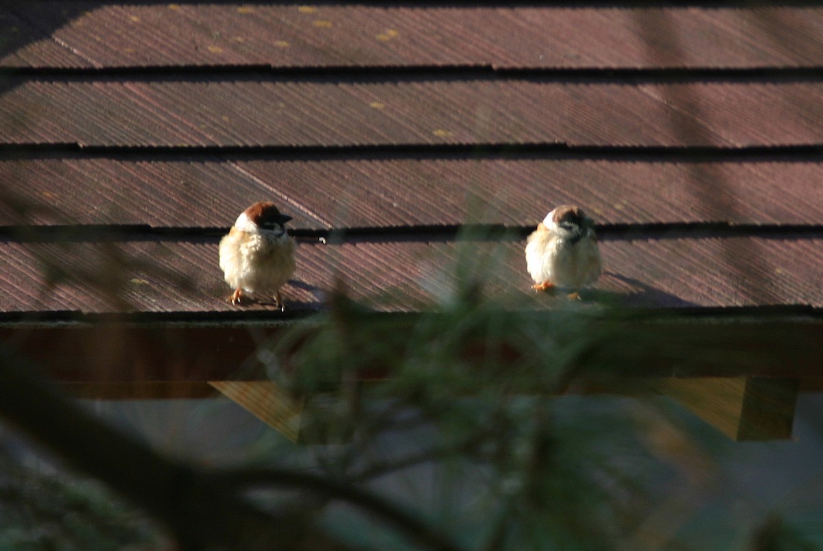 Eurasian Tree Sparrow - William Clark