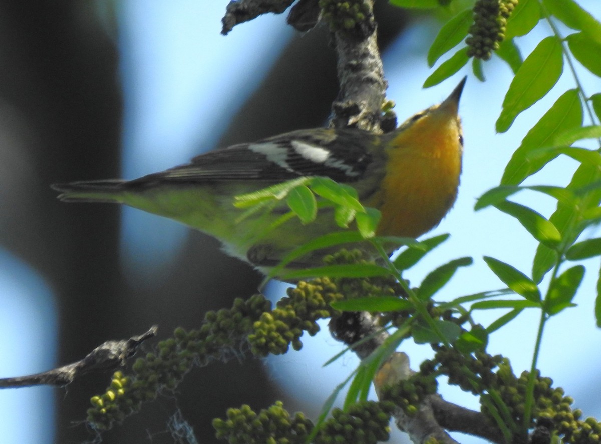 Blackburnian Warbler - Janet Pellegrini