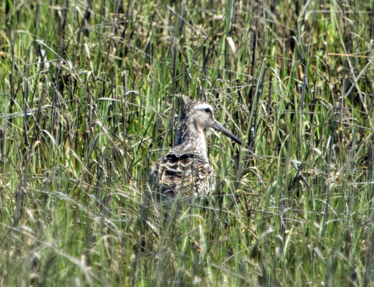 Wilson's Snipe - David Hayes