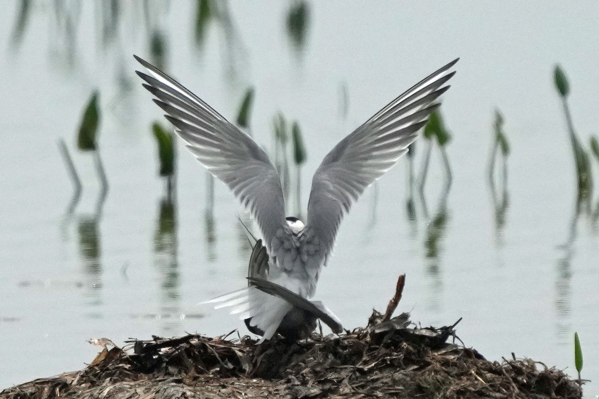 Common Tern - Robert Goss
