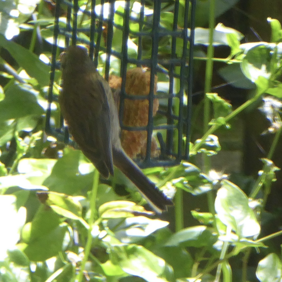 Dark-eyed Junco (Oregon) - Anonymous